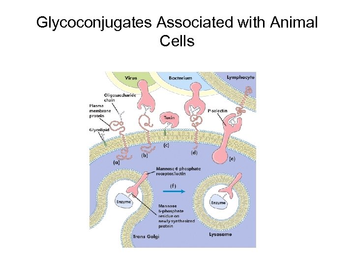 Glycoconjugates Associated with Animal Cells 