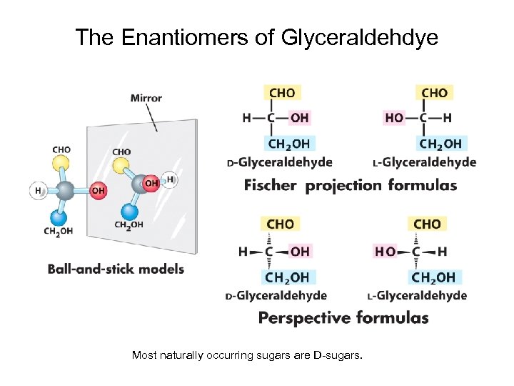 The Enantiomers of Glyceraldehdye Most naturally occurring sugars are D-sugars. 