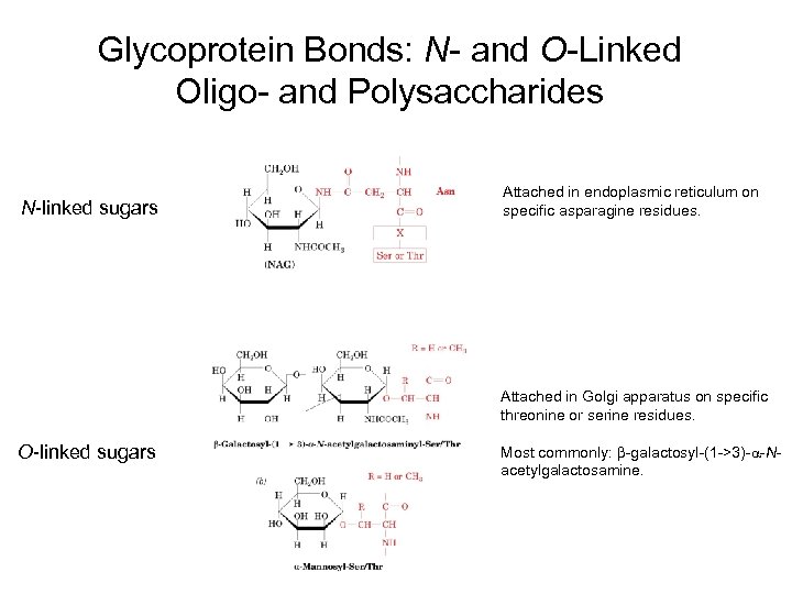 Glycoprotein Bonds: N- and O-Linked Oligo- and Polysaccharides N-linked sugars Attached in endoplasmic reticulum