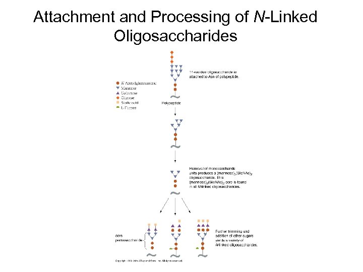 Attachment and Processing of N-Linked Oligosaccharides 