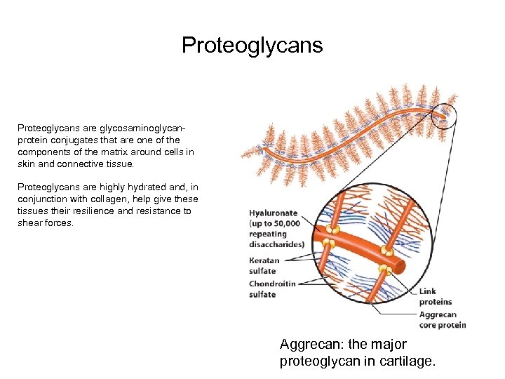 Proteoglycans are glycosaminoglycanprotein conjugates that are one of the components of the matrix around