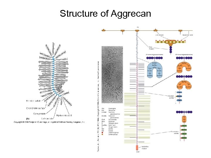 Structure of Aggrecan 