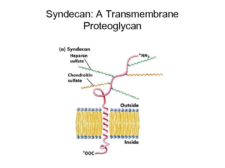 Syndecan: A Transmembrane Proteoglycan 