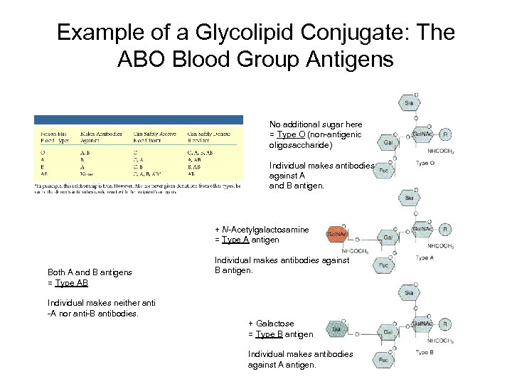 Example of a Glycolipid Conjugate: The ABO Blood Group Antigens No additional sugar here