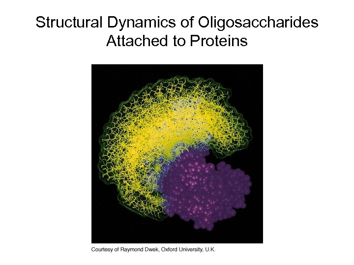 Structural Dynamics of Oligosaccharides Attached to Proteins 