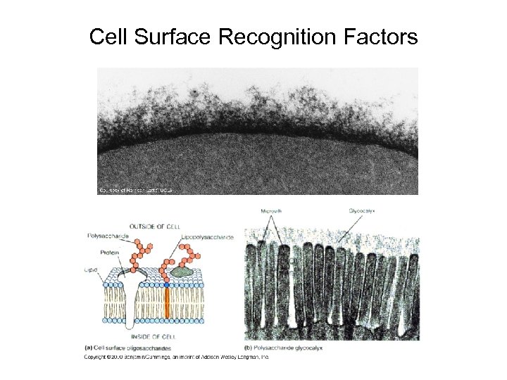 Cell Surface Recognition Factors 