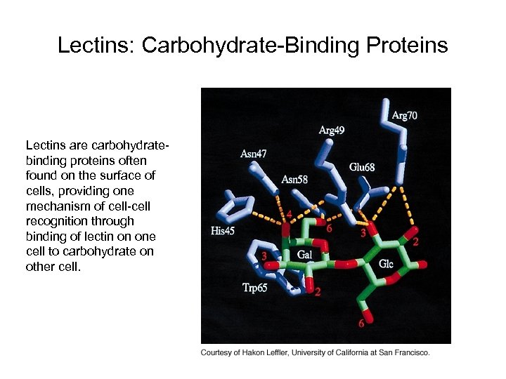 Lectins: Carbohydrate-Binding Proteins Lectins are carbohydratebinding proteins often found on the surface of cells,