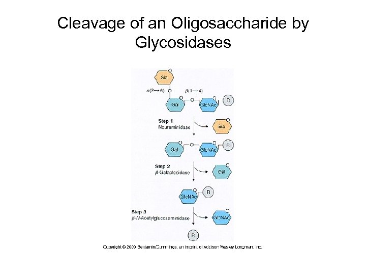 Cleavage of an Oligosaccharide by Glycosidases 