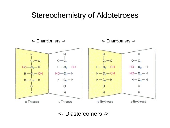 Stereochemistry of Aldotetroses <- Enantiomers -> <- Diastereomers -> 