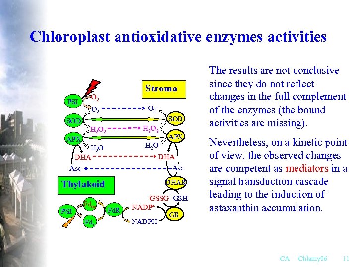 Chloroplast antioxidative enzymes activities PSI SOD Stroma O 2 - SOD H 2 O