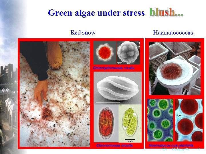 Green algae under stress Red snow Haematococcus Chlamydomonas nivalis 5 mm Chloromonas nivalis Haematococcus