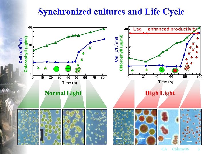 Synchronized cultures and Life Cycle 40 Cell (x 105/ml) Chlorophyll (µg/ml) 40 10 1