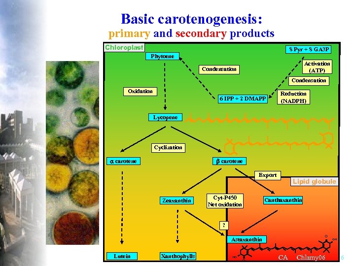Basic carotenogenesis: primary and secondary products Chloroplast 8 Pyr + 8 GA 3 P