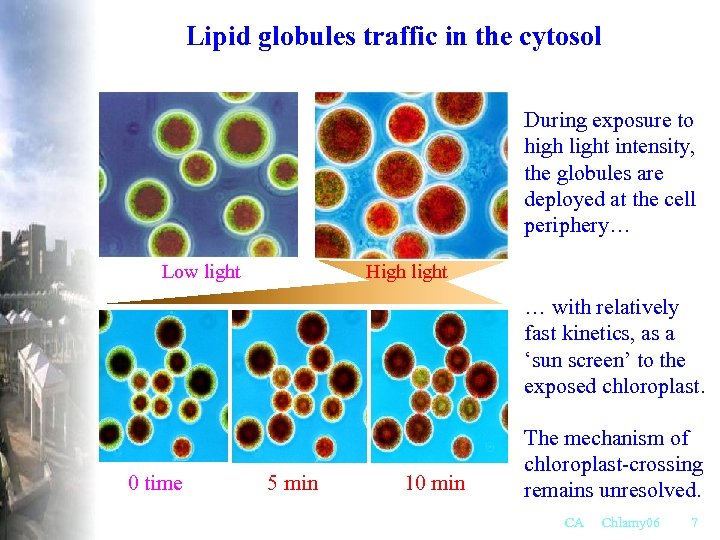 Lipid globules traffic in the cytosol During exposure to high light intensity, the globules