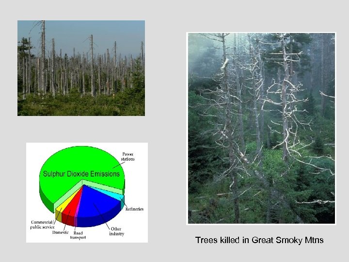 Trees killed in Great Smoky Mtns 