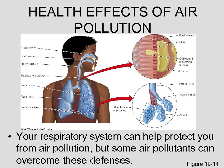 HEALTH EFFECTS OF AIR POLLUTION • Your respiratory system can help protect you from