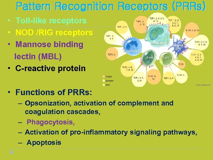 Pattern Recognition Receptors (PRRs) • Toll-like receptors • NOD /RIG receptors • Mannose binding