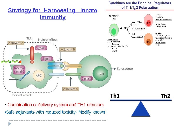 Strategy for Harnessing Innate Immunity • Combination of delivery system and TH 1 effectors