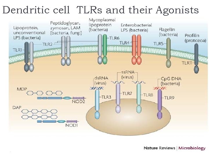 Dendritic cell TLRs and their Agonists 