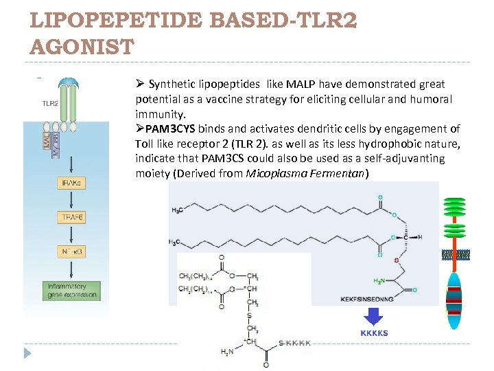 LIPOPEPETIDE BASED-TLR 2 AGONIST Ø Synthetic lipopeptides like MALP have demonstrated great potential as