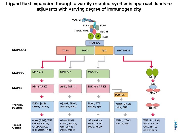 Ligand field expansion through diversity oriented synthesis approach leads to adjuvants with varying degree