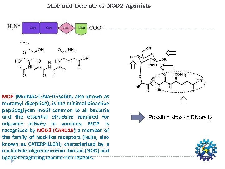 MDP and Derivatives-NOD 2 Agonists MDP (Mur. NAc-L-Ala-D-iso. Gln, also known as muramyl dipeptide),