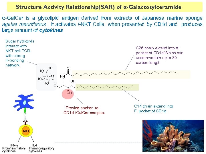 Structure Activity Relationship(SAR) of α-Galactosylceramide α-Gal. Cer is a glycolipid antigen derived from extracts