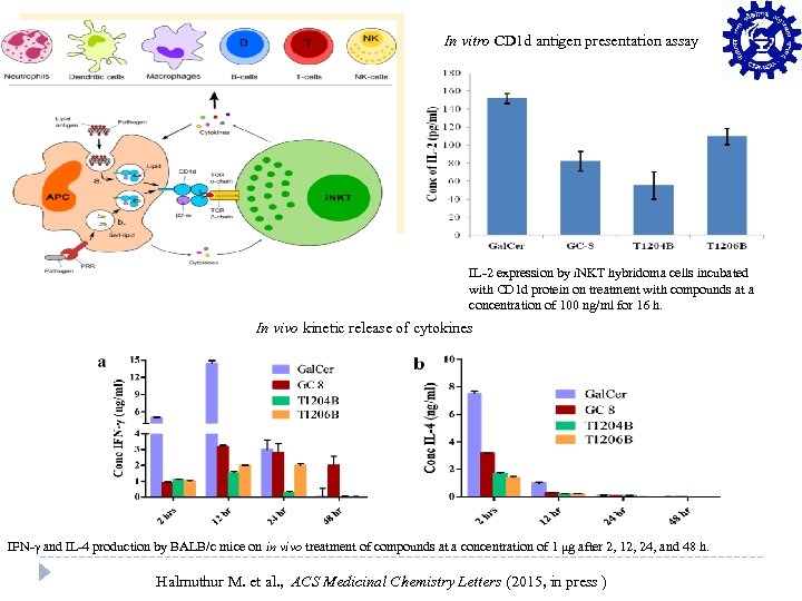 Conti…. In vitro CD 1 d antigen presentation assay IL-2 expression by i. NKT