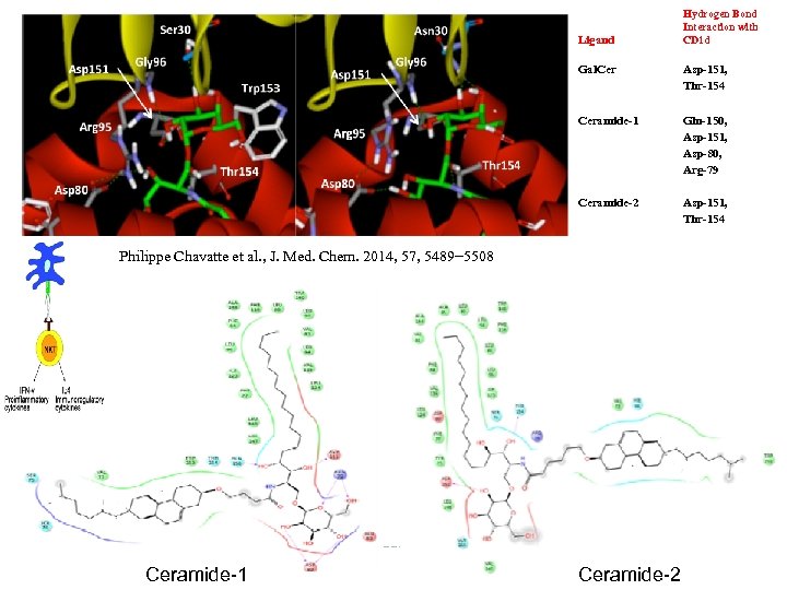 Ligand Hydrogen Bond Interaction with CD 1 d Gal. Cer Asp-151, Thr-154 Ceramide-1 Gln-150,