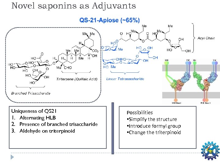 Novel saponins as Adjuvants Uniqueness of QS 21 1. Alternating HLB 2. Presence of