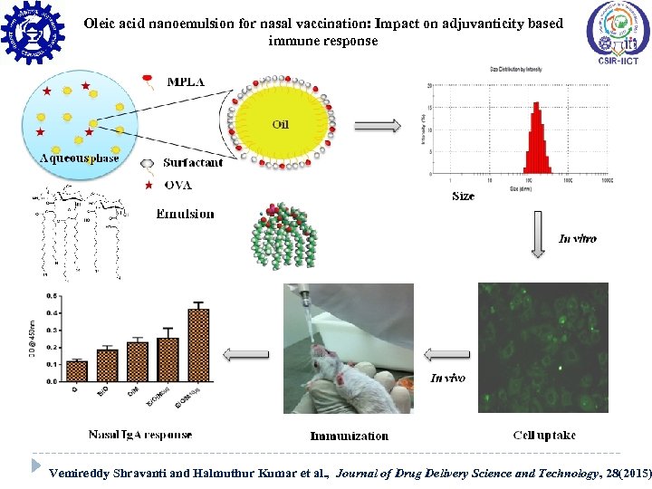 Oleic acid nanoemulsion for nasal vaccination: Impact on adjuvanticity based immune response Saponins Formulations