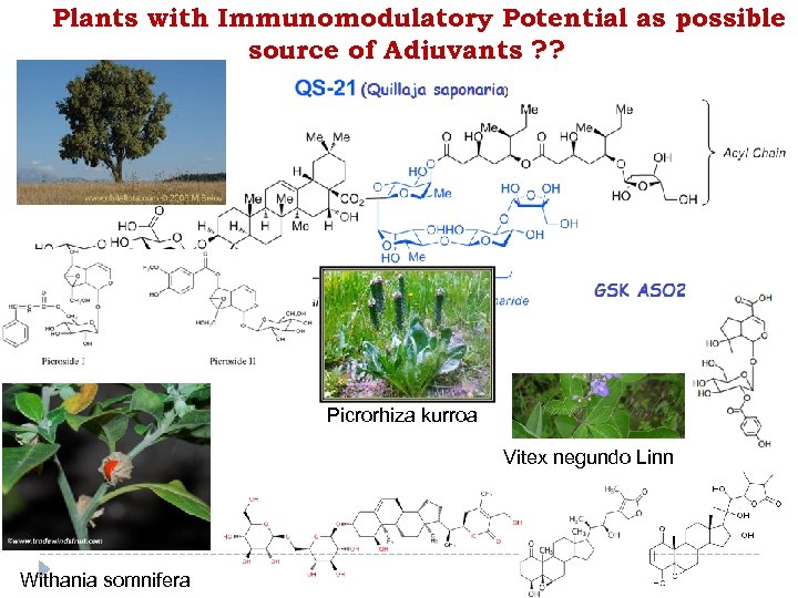 Plants with Immunomodulatory Potential as possible source of Adjuvants ? ? Tinospora cardifolia Picrorhiza