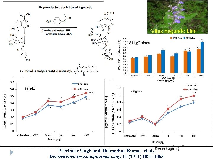 Vitex negundo Linn Parvinder Singh and Halmuthur Kumar et al. , International Immunopharmacology 11