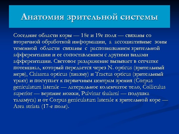 Анатомия зрительной системы Соседние области коры — 18 е и 19 е поля —