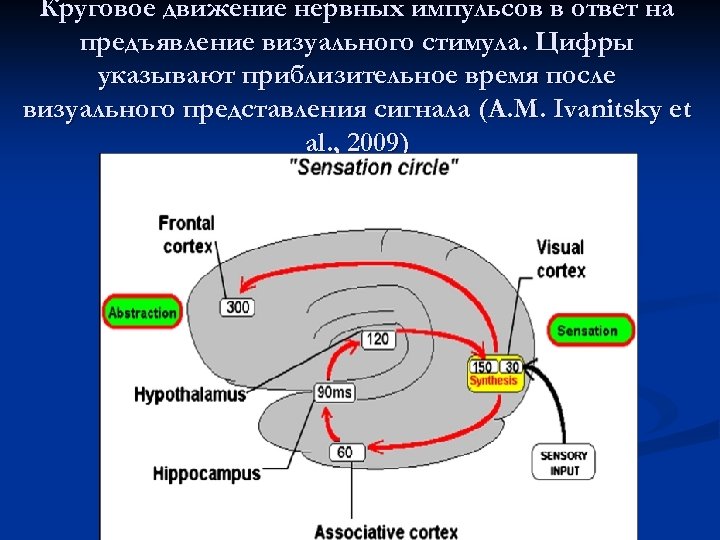 Круговое движение нервных импульсов в ответ на предъявление визуального стимула. Цифры указывают приблизительное время