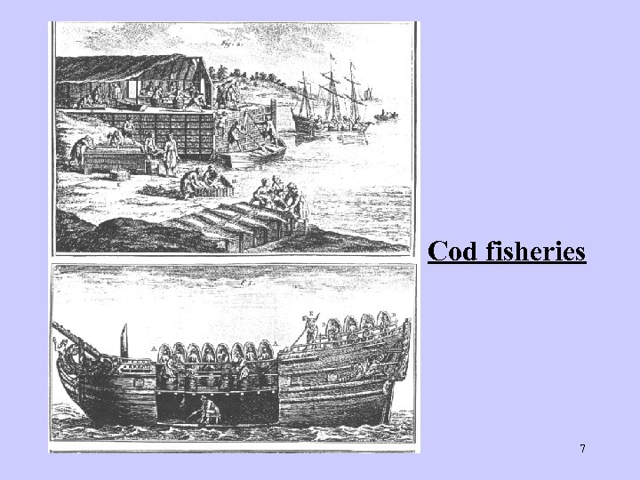 Cod fisheries 7 