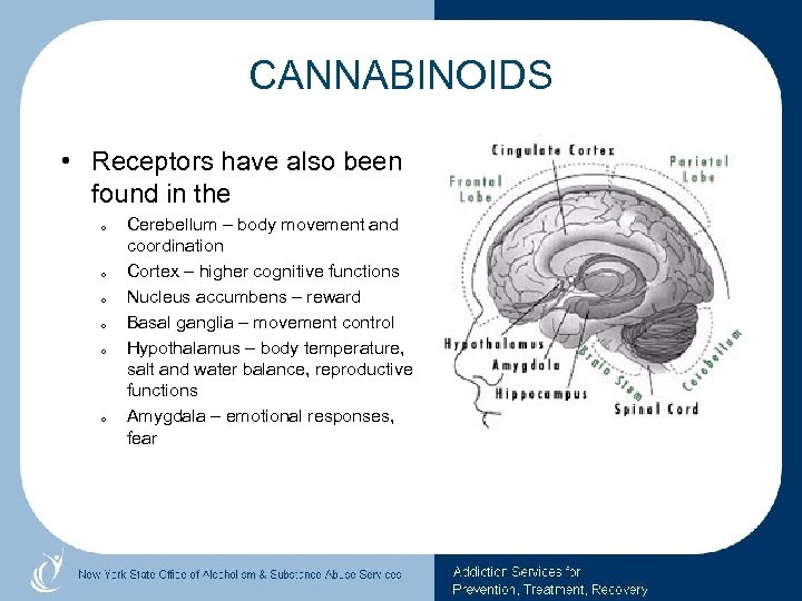 CANNABINOIDS • Receptors have also been found in the o o o Cerebellum –