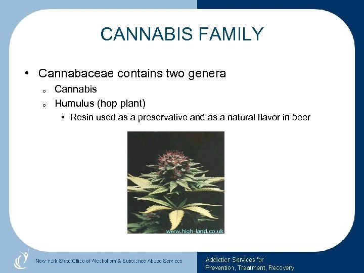 CANNABIS FAMILY • Cannabaceae contains two genera o o Cannabis Humulus (hop plant) •