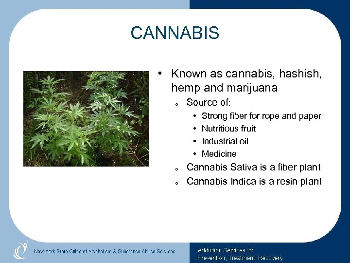 CANNABIS • Known as cannabis, hashish, hemp and marijuana o Source of: • •