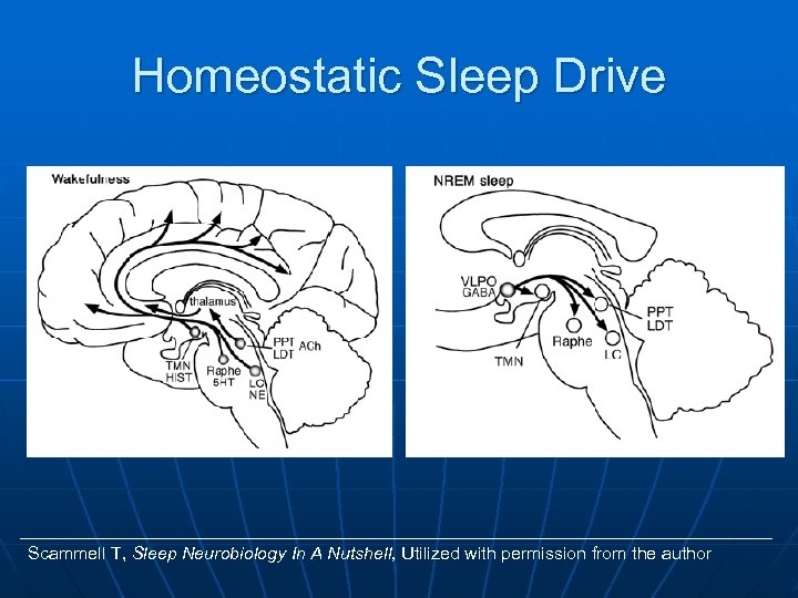 Homeostatic Sleep Drive Scammell T, Sleep Neurobiology In A Nutshell, Utilized with permission from