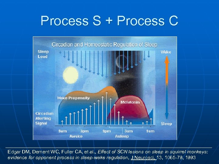 Process S + Process C Edgar DM, Dement WC, Fuller CA, et al. ,