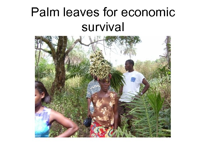 Palm leaves for economic survival 