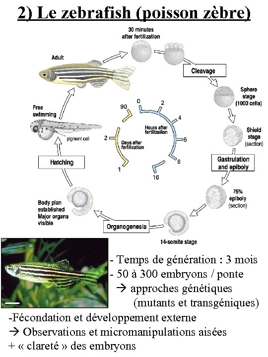 2) Le zebrafish (poisson zèbre) - Temps de génération : 3 mois - 50
