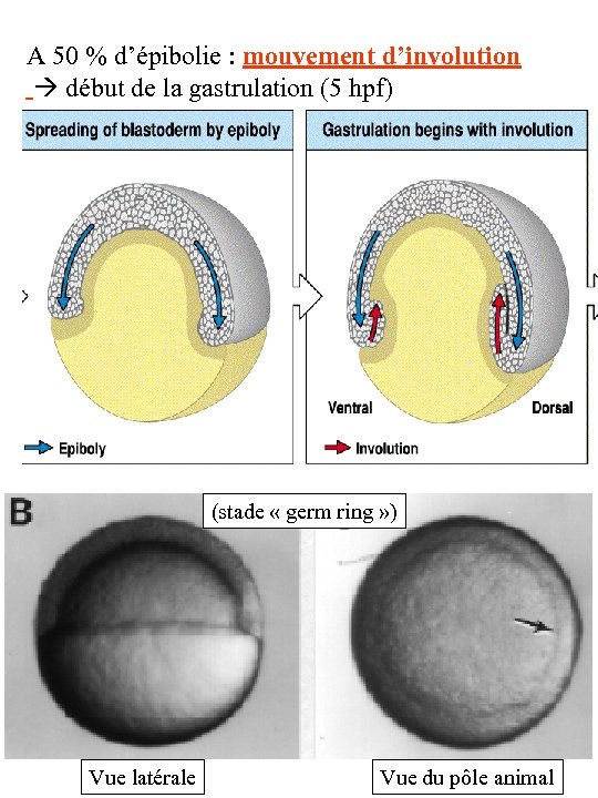 A 50 % d’épibolie : mouvement d’involution début de la gastrulation (5 hpf) La