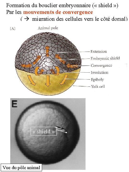 Formation du bouclier embryonnaire ( « shield » ) Par les mouvements de convergence