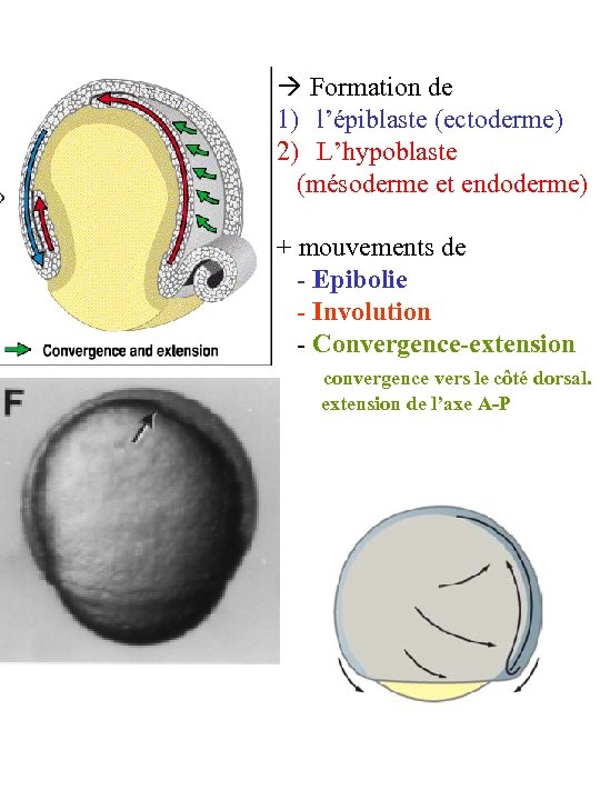  Formation de 1) l’épiblaste (ectoderme) 2) L’hypoblaste (mésoderme et endoderme) + mouvements de