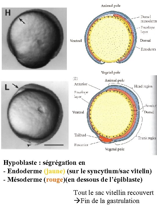  fig 11. 6 E p 330 Hypoblaste : ségrégation en - Endoderme (jaune)