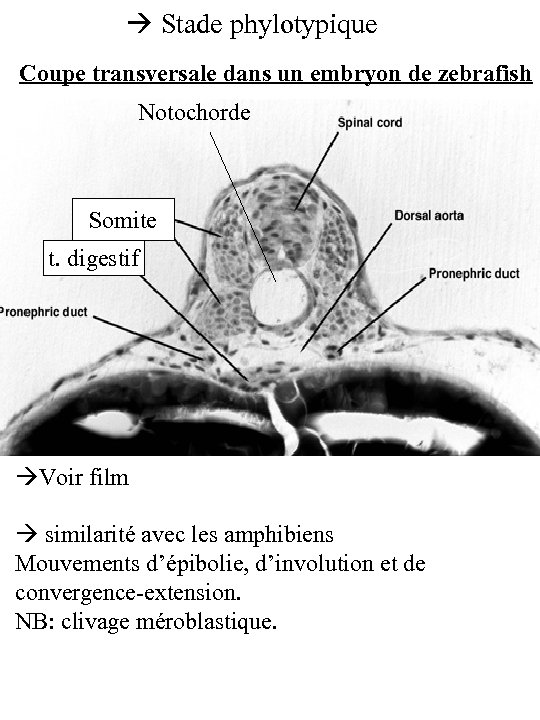  Stade phylotypique Coupe transversale dans un embryon de zebrafish Notochorde Somite t. digestif