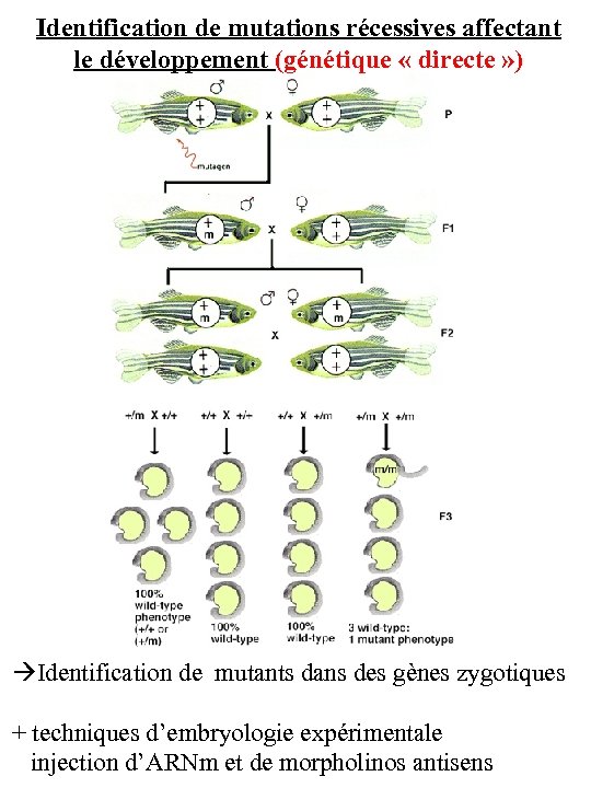 Identification de mutations récessives affectant le développement (génétique « directe » ) Identification de