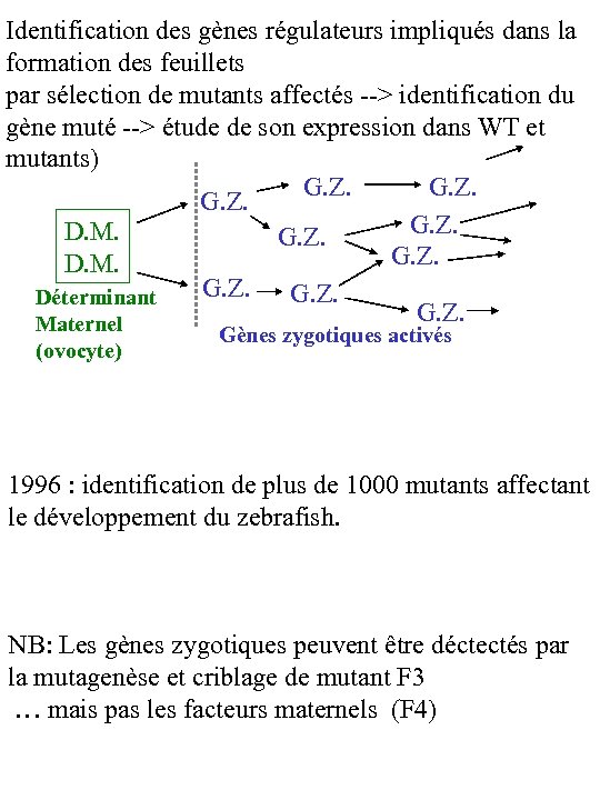 Identification des gènes régulateurs impliqués dans la formation des feuillets par sélection de mutants